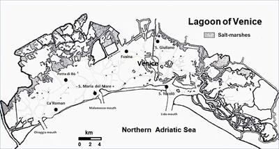 Effect of Ecological Recovery on Macrophyte Dominance and Production in the Venice Lagoon